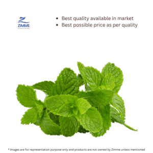 Mint / Pudina