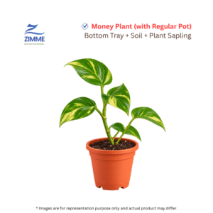 Money Plant with Pot