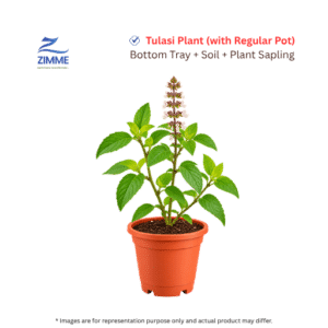 Tulasi Plant
